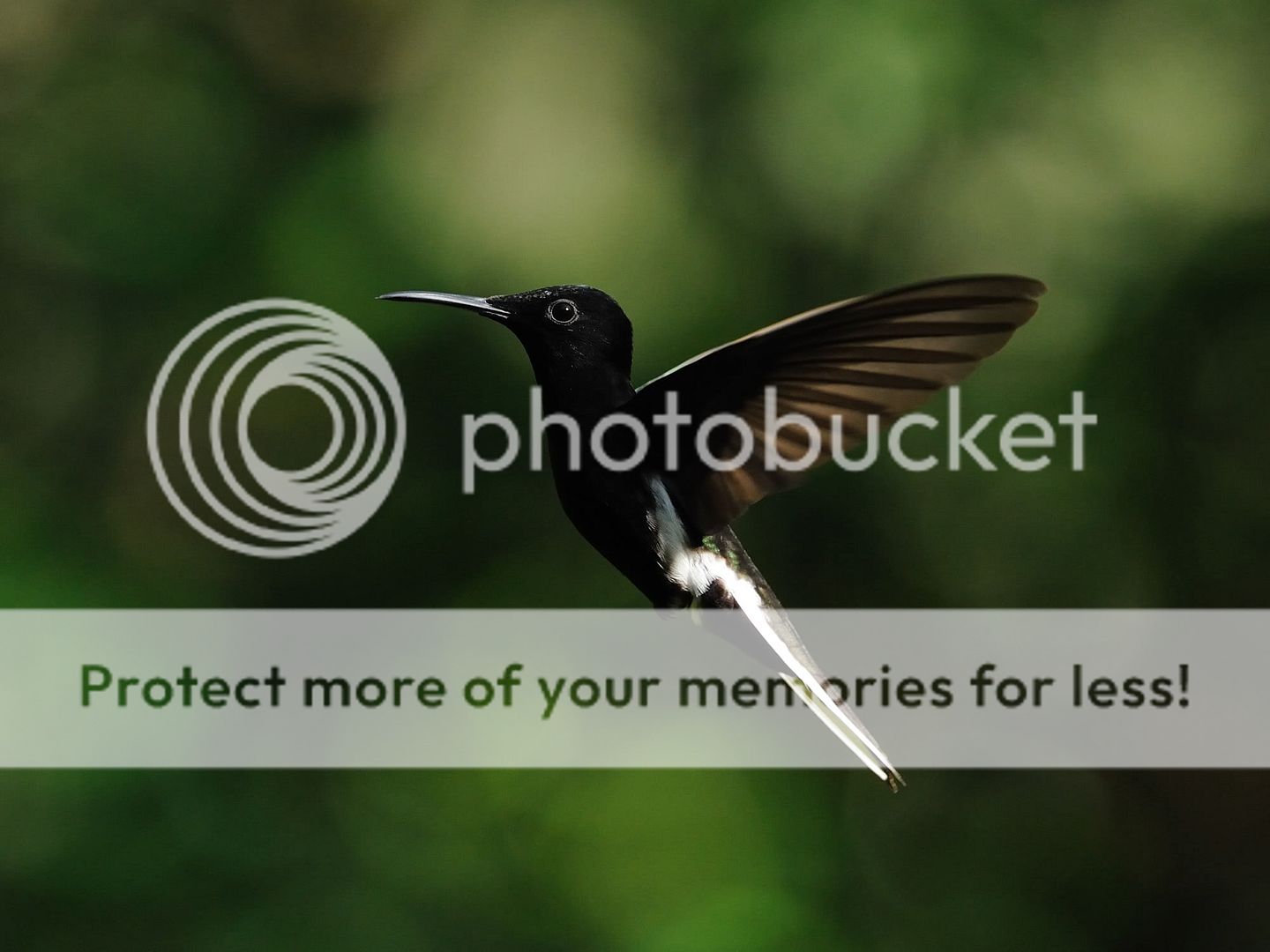 鬼魅飞影~~ hummingbird - 雀鸟专区 - dchome.